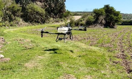 Continúa aplicación de herbicidas con uso de dron agrícola