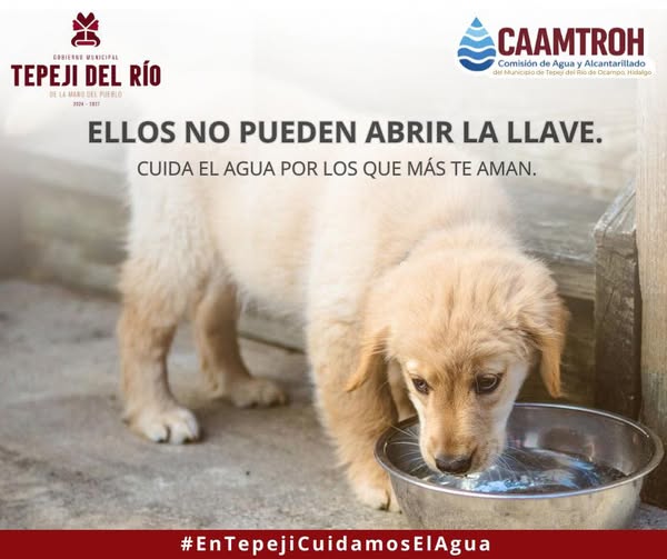 Cuida el agua, tu mascota de compañía la necesita para vivir