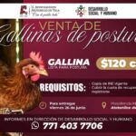 Abren convocatoria 𝗽𝗮𝗿𝗮 𝗲𝗹 𝗽𝗿𝗼𝗴𝗿𝗮𝗺𝗮 𝗱𝗲 𝗚𝗮𝗹𝗹𝗶𝗻𝗮𝘀 𝗱𝗲 𝗣𝗼𝘀𝘁𝘂𝗿𝗮 en Atotonilco de Tula