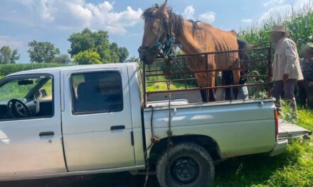 En Tula de Allende rescatan equino en aparente estado de vulnerabilidad