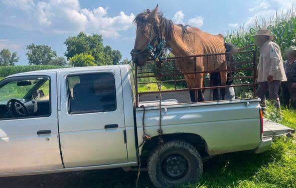 En Tula de Allende rescatan equino en aparente estado de vulnerabilidad