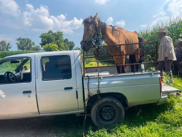 En Tula de Allende rescatan equino en aparente estado de vulnerabilidad