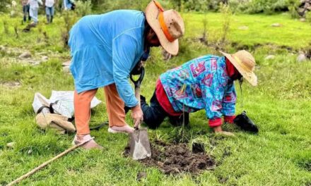 Reforestan la zona de Los Órganos en Macua con cerca de 200 ahuehuetes