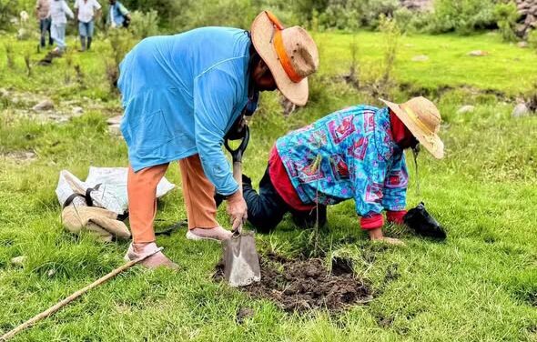 Reforestan la zona de Los Órganos en Macua con cerca de 200 ahuehuetes