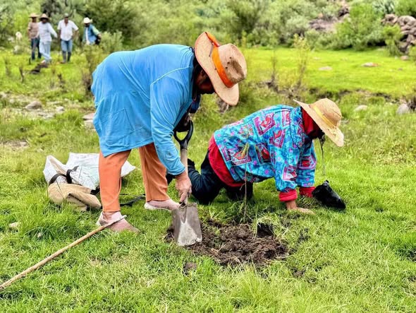 Reforestan la zona de Los Órganos en Macua con cerca de 200 ahuehuetes