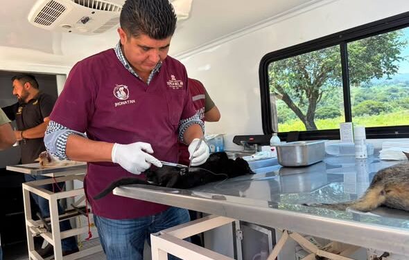 Realizan jornada gratuita de esterilización para perros y gatos en Dos Peñas, Tepeji del Río