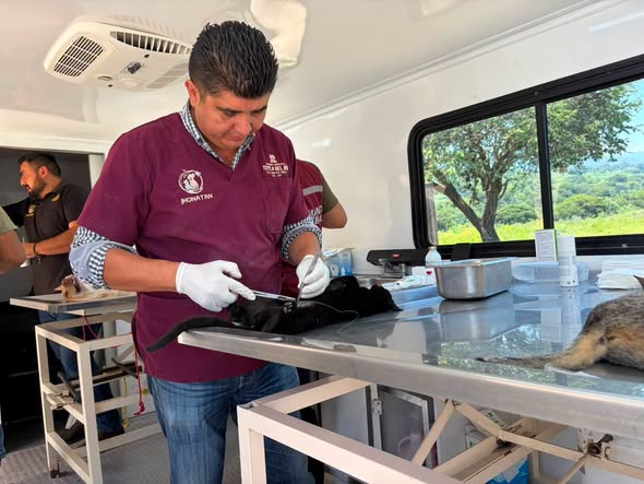 Realizan jornada gratuita de esterilización para perros y gatos en Dos Peñas, Tepeji del Río