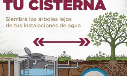Árboles cercanos pueden dañar cisternas y tuberías, advierten autoridades