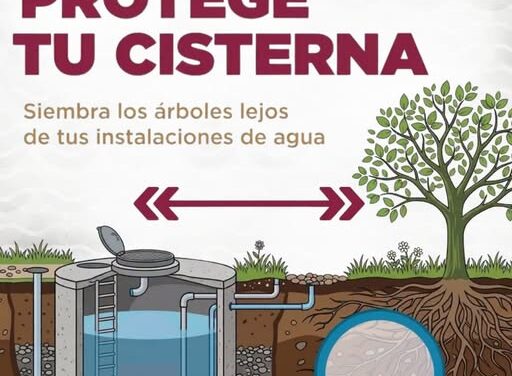 Árboles cercanos pueden dañar cisternas y tuberías, advierten autoridades