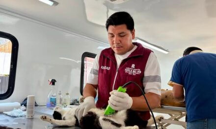 Más de 40 mascotas fueron atendidas en jornada gratuita de esterilización en Noxtongo Segunda Sección