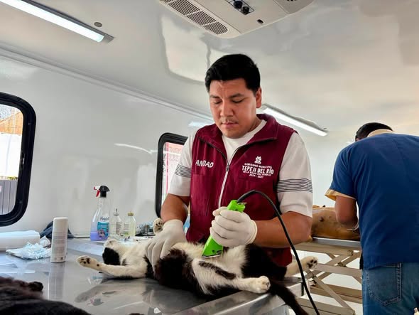 Más de 40 mascotas fueron atendidas en jornada gratuita de esterilización en Noxtongo Segunda Sección