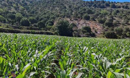Disminuye robo de cosechas con cierre de caminos en Doxey