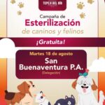 Habrá campaña de esterilización canina y felina gratuita en San Buenaventura Parte Alta