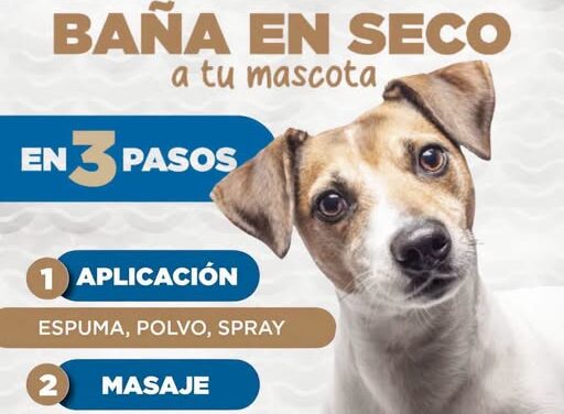 Recomiendan baño en seco para mascotas para ahorrar agua en Tepeji del Río