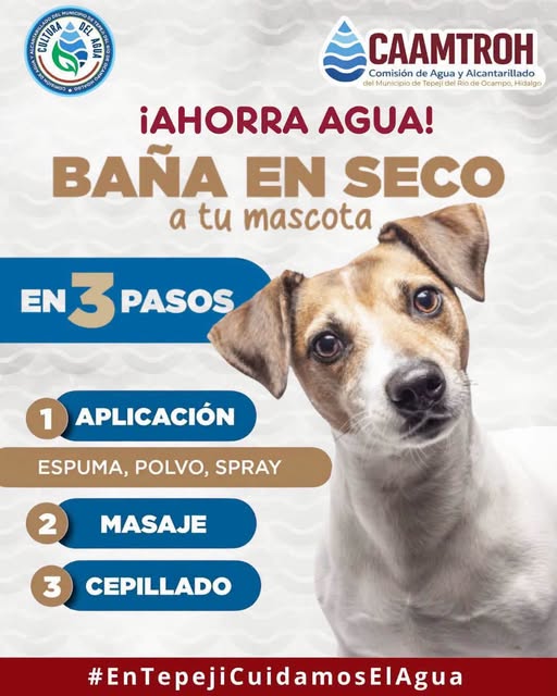 Recomiendan baño en seco para mascotas para ahorrar agua en Tepeji del Río