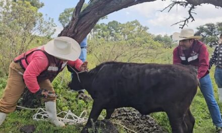 Fortalecen prevención sanitaria del ganado en Tepeji del Río