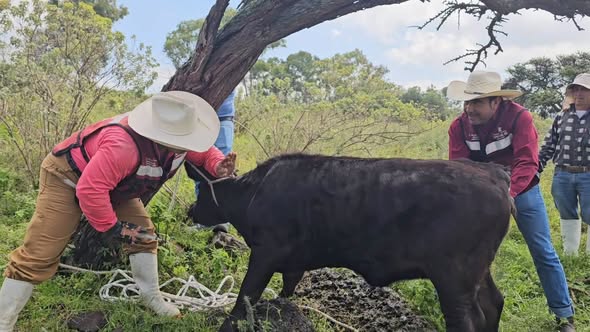 Fortalecen prevención sanitaria del ganado en Tepeji del Río