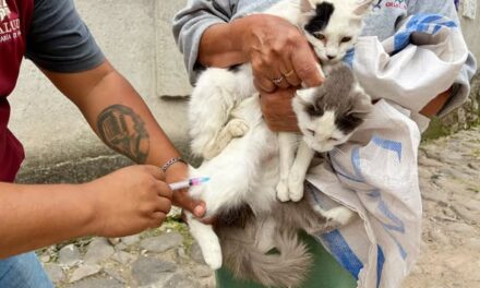Más de 150 perros y gatos reciben vacuna antirrábica en Tepeji