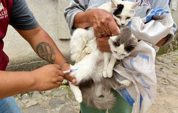 Más de 150 perros y gatos reciben vacuna antirrábica en Tepeji