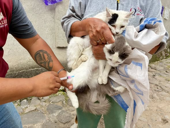 Más de 150 perros y gatos reciben vacuna antirrábica en Tepeji