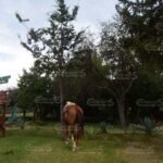 Plaga de mosco cúlex afecta actividades ecoturísticas: Prestador de Servicios