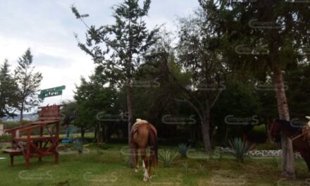 Plaga de mosco cúlex afecta actividades ecoturísticas: Prestador de Servicios
