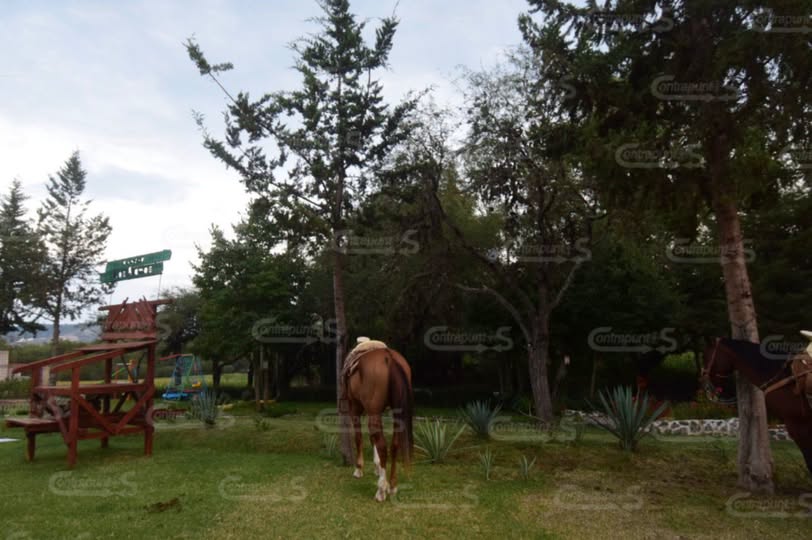 Plaga de mosco cúlex afecta actividades ecoturísticas: Prestador de Servicios