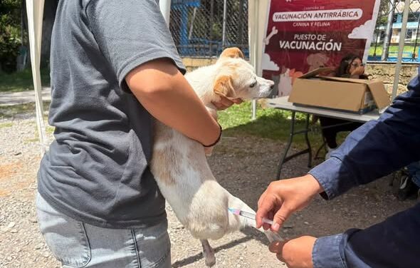 Más de 150 perros y gatos reciben vacuna antirrábica en San Francisco Primera Sección