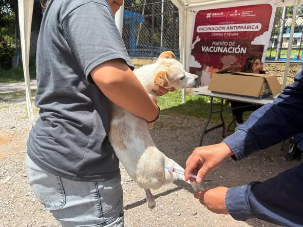 Más de 150 perros y gatos reciben vacuna antirrábica en San Francisco Primera Sección