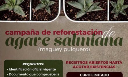 Mantienen abierta convocatoria para campaña de reforestación de «maguey pulquero» en Atotonilco de Tula