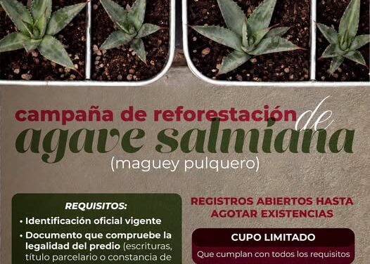 Mantienen abierta convocatoria para campaña de reforestación de «maguey pulquero» en Atotonilco de Tula