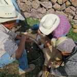 Atienden caso de gusano barrenador en ganado de Tepeji del Río