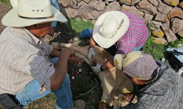 Atienden caso de gusano barrenador en ganado de Tepeji del Río