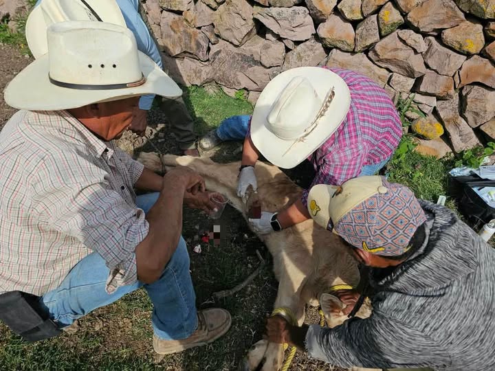 Atienden caso de gusano barrenador en ganado de Tepeji del Río