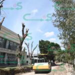 Piden reforestación adecuada en calzada Melchor Ocampo