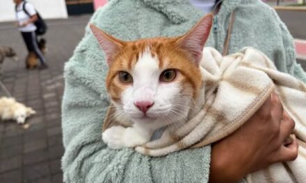 Más de 60 mascotas se registran en jornada gratuita de esterilización en Tepeji del Río