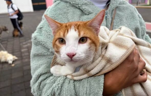 Más de 60 mascotas se registran en jornada gratuita de esterilización en Tepeji del Río