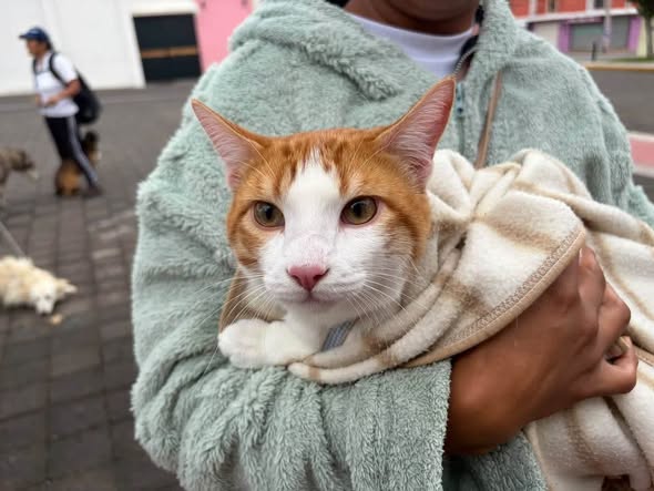 Más de 60 mascotas se registran en jornada gratuita de esterilización en Tepeji del Río