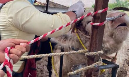 Atienden reporte de posible gusano barrenador en ganado de San Ignacio Nopala
