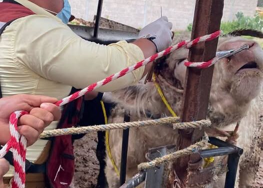 Atienden reporte de posible gusano barrenador en ganado de San Ignacio Nopala