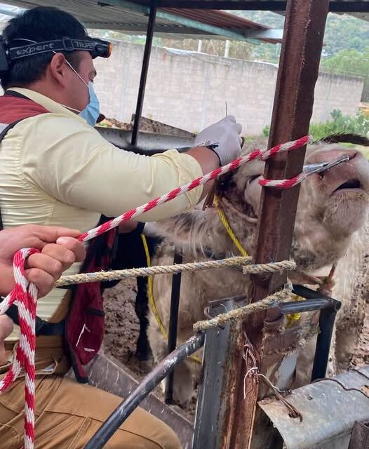 Atienden reporte de posible gusano barrenador en ganado de San Ignacio Nopala