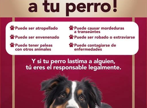 Gobierno de Tepeji del Río exhorta a la población a evitar que sus perros deambulen solos por la calle
