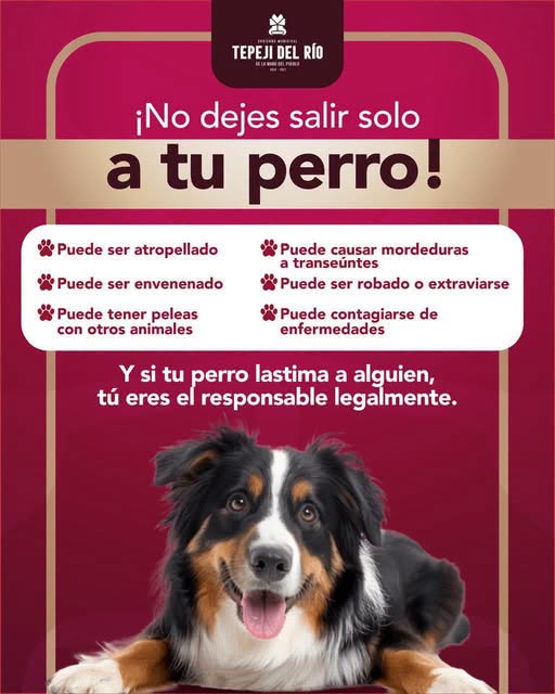 Gobierno de Tepeji del Río exhorta a la población a evitar que sus perros deambulen solos por la calle