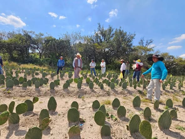 Impulsan la tecnificación del cultivo de nopal verdura en Tepeji del Río
