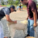 Instalan jornada de vacunación antirrábica para perros y gatos en Boxfi, Atotonilco de Tula